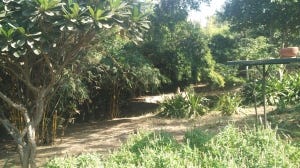 Peepal Kothi- Great for a small Group Getaway (Nov 2016)
