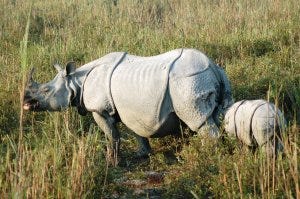 Kaziranga- Assam (Feb 2013)