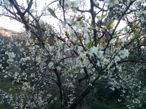 Holi with Snow- a weekend at Wild Flower Hall at Mashobra (March 2015)